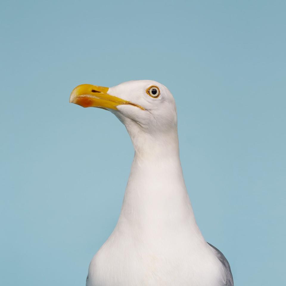 Seagull