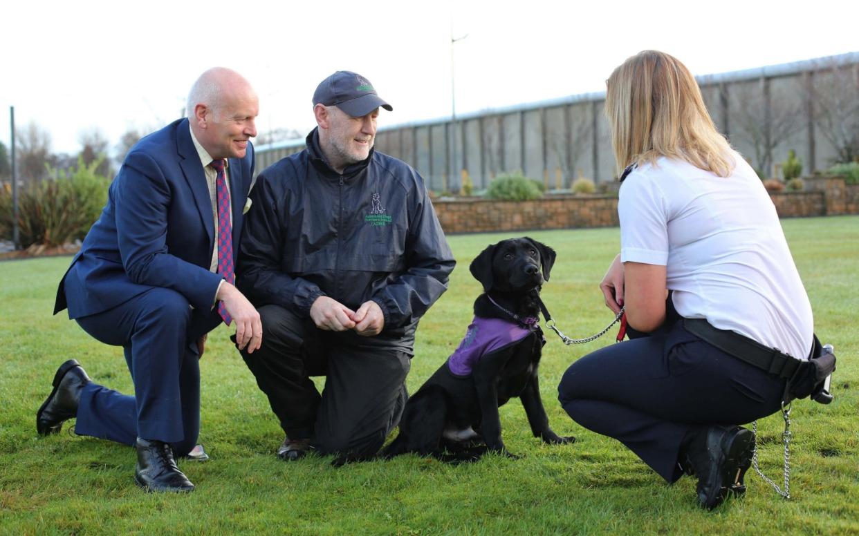 Jingles, a four-month old Labrador, the latest recruit to Magilligan Prison - PA