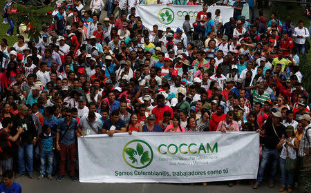 Peasants growing coca, amapola and marijuana march to protest against the government's plan to eradicate illicit crops in Popayan, Colombia, January 28, 2017. REUTERS/Jaime Saldarriaga