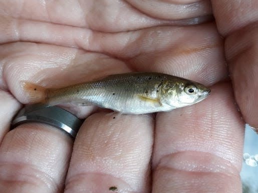 A creek chub found in an area of land that will become part of the Black River Nature Preserve in the Lodi area.