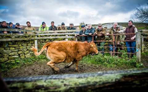 A calf sale in Farndale, North York Moors. - Credit: Jason Ferdinando/This Is Britain