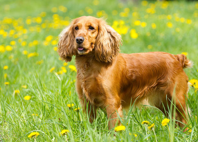 The 25 Smartest Dog Breeds - PureWow