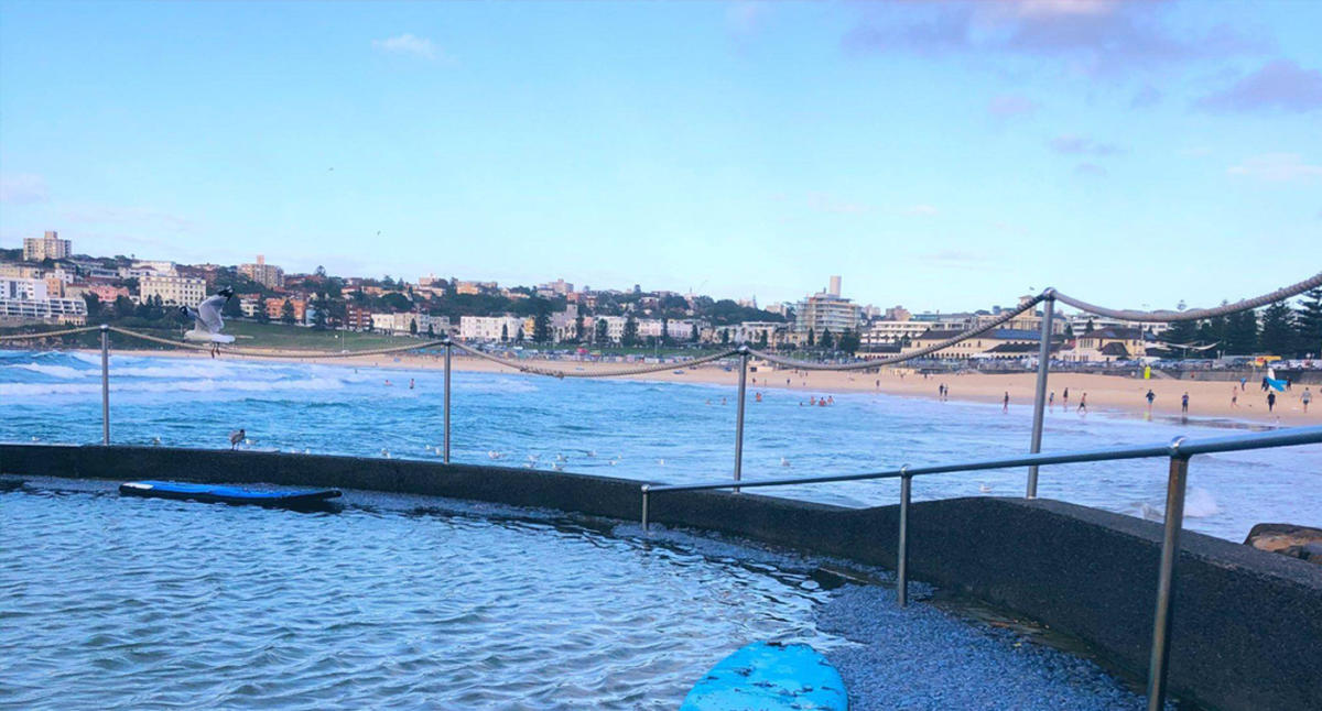 Bluebottles visit Sydney's beaches in droves: Why they arrive each summer