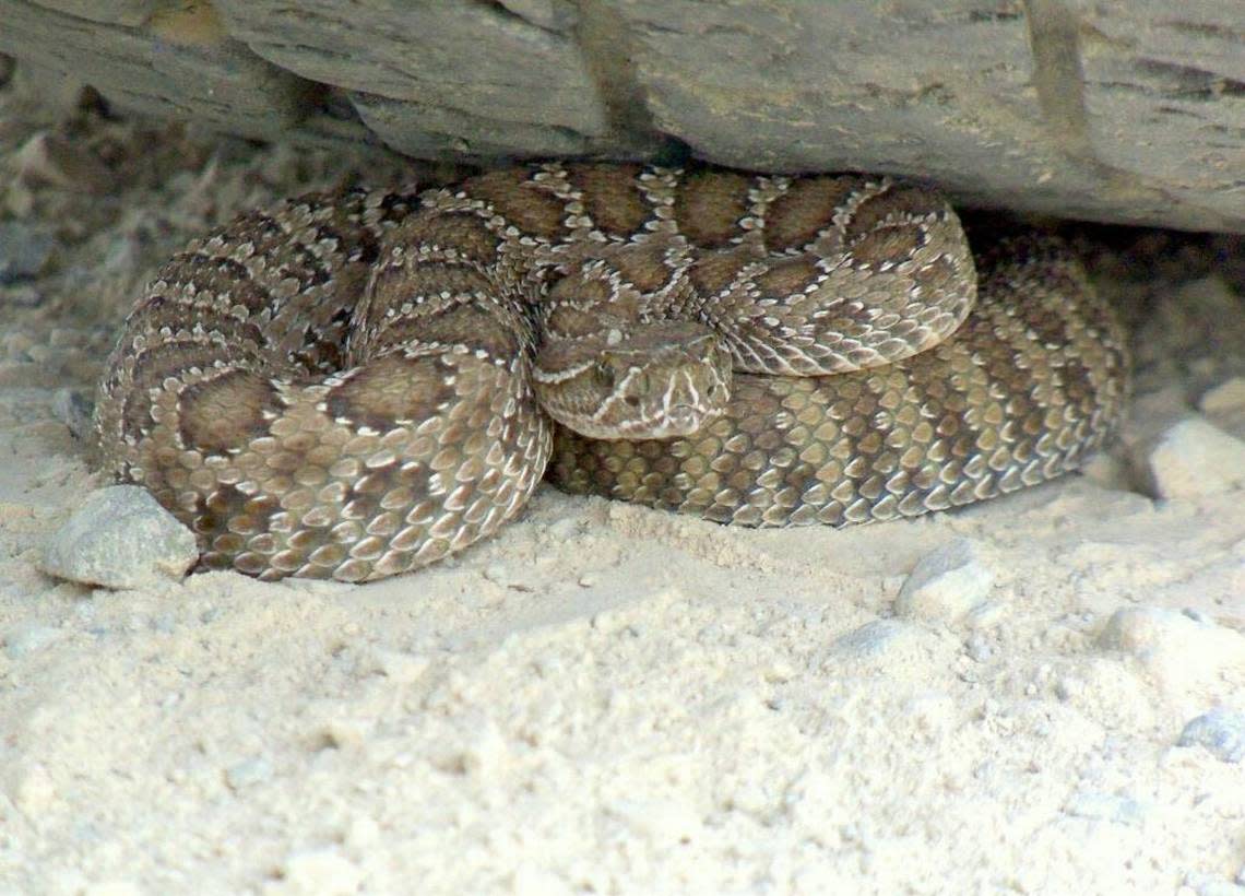 The prairie rattlesnake is one of two venemous snakes in Idaho.