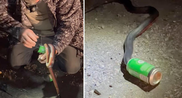 Curious snake rescued after getting stuck in VB beer can in Blackwood