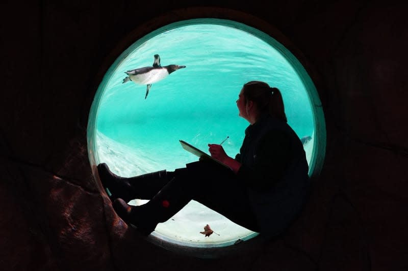 Zoo keeper Jess counts Humboldt penguins during the annual stocktake at ZSL London Zoo. Required as part of the zoo's licence, the annual stocktake includes every animal, with all other British zoos required to do similar yearly counts. Aaron Chown/PA Wire/dpa