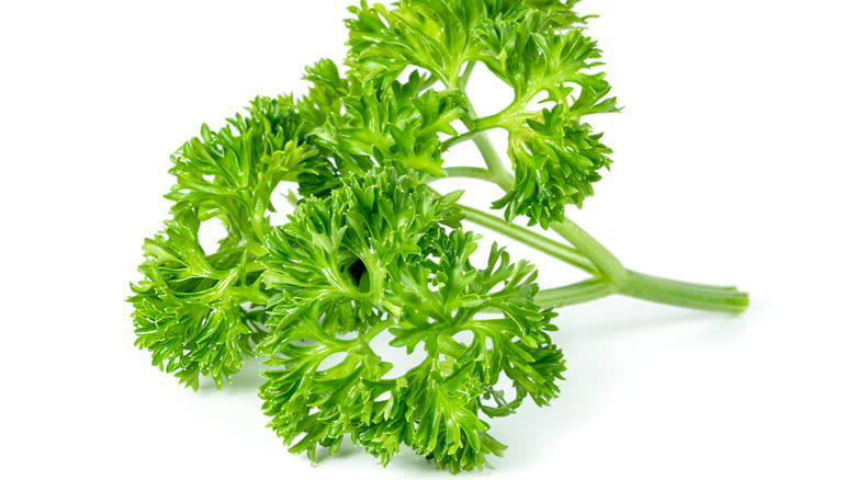 Stem of curly leaf parsley