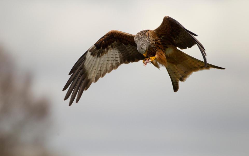 The red kites were persecuted and almost exterminated by the gamekeepers in the 1900s