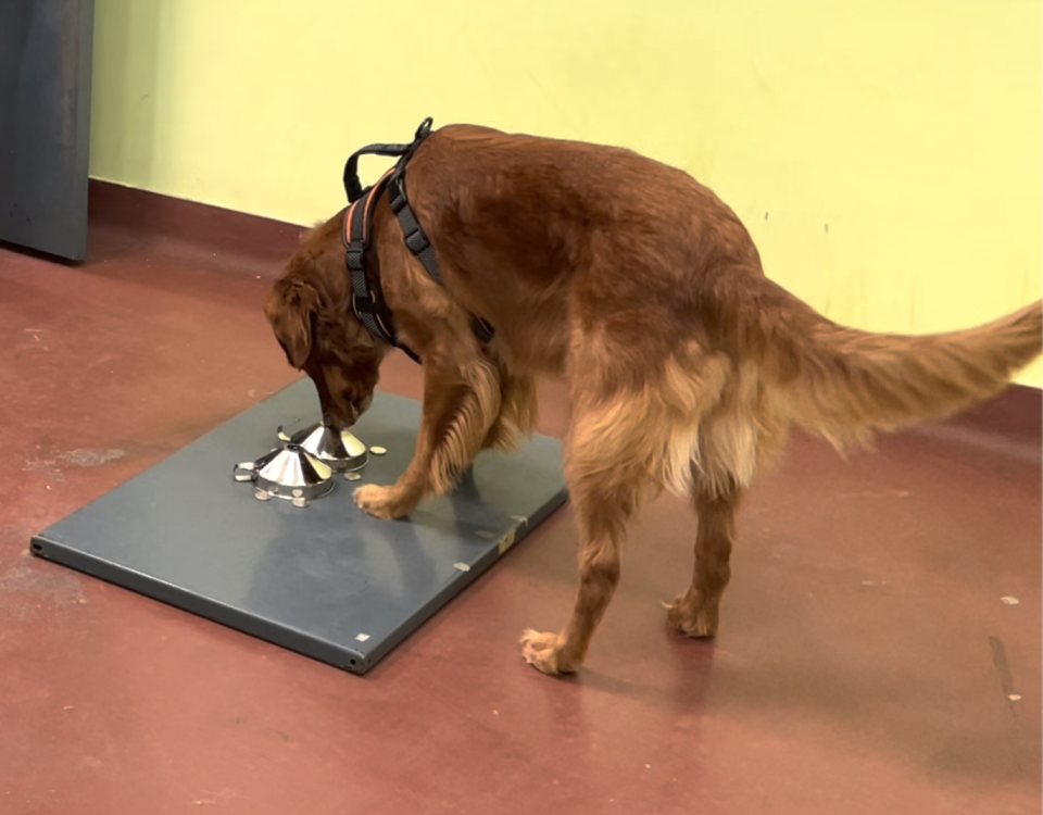 Ivy taking part in a sniffing experiment