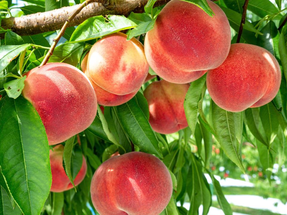 Peaches.