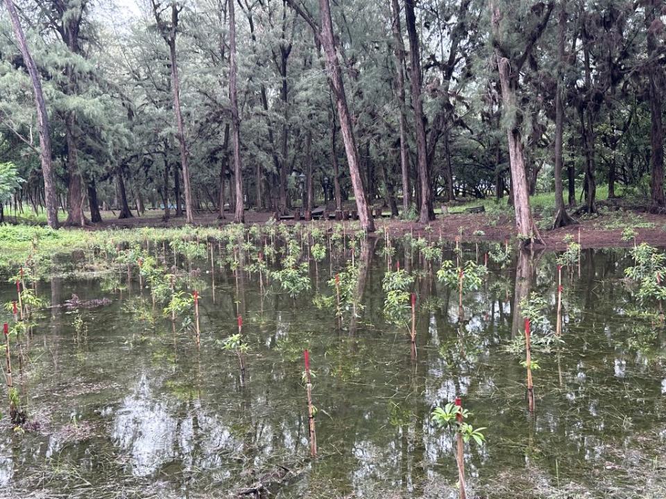 安平漁光島防風林內的低窪地區，出現積水，與木麻黃形成倒影。（記者陳銀全攝）