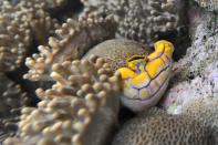 Coral grows in the waters off Raja Ampat's Kri Island located in eastern Indonesia's Papua region