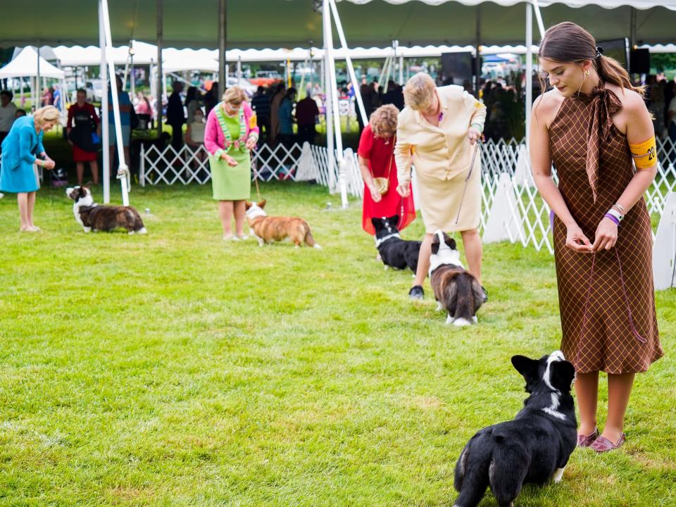 Corgis stand in a line at the wenstminster dog show