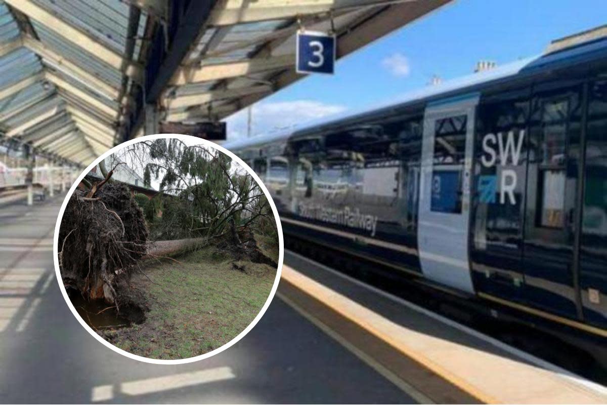 Train delays due to fallen tree <i>(Image: Martini Archive/ Marek Studzinski on Unsplash)</i>