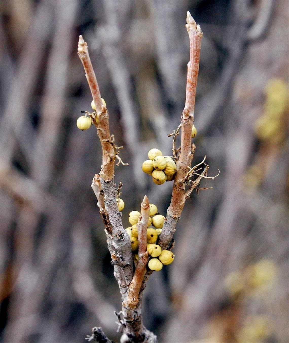 Poison ivy doesn’t look like poison ivy in the winter and early spring. Watch out for it. Some people are still allergic to the plant even when it doesn’t have leaves.