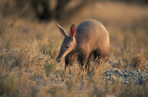 An aardvark in the Etosha National Park - Credit: OXFORD SCIENTIFIC/BERNDT FISCHER