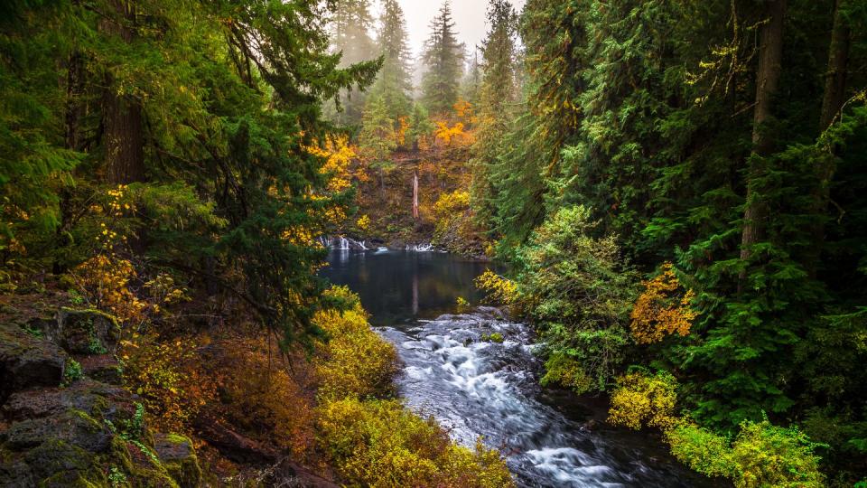 best places to see fall foliage mc kenzie pass oregon