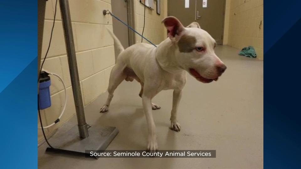 Seminole County Animal Services announced Friday that the shelter is over capacity and offering $5 dog adoptions to help make room.