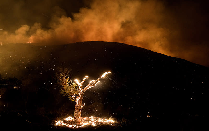 A tree burns during a wildfire