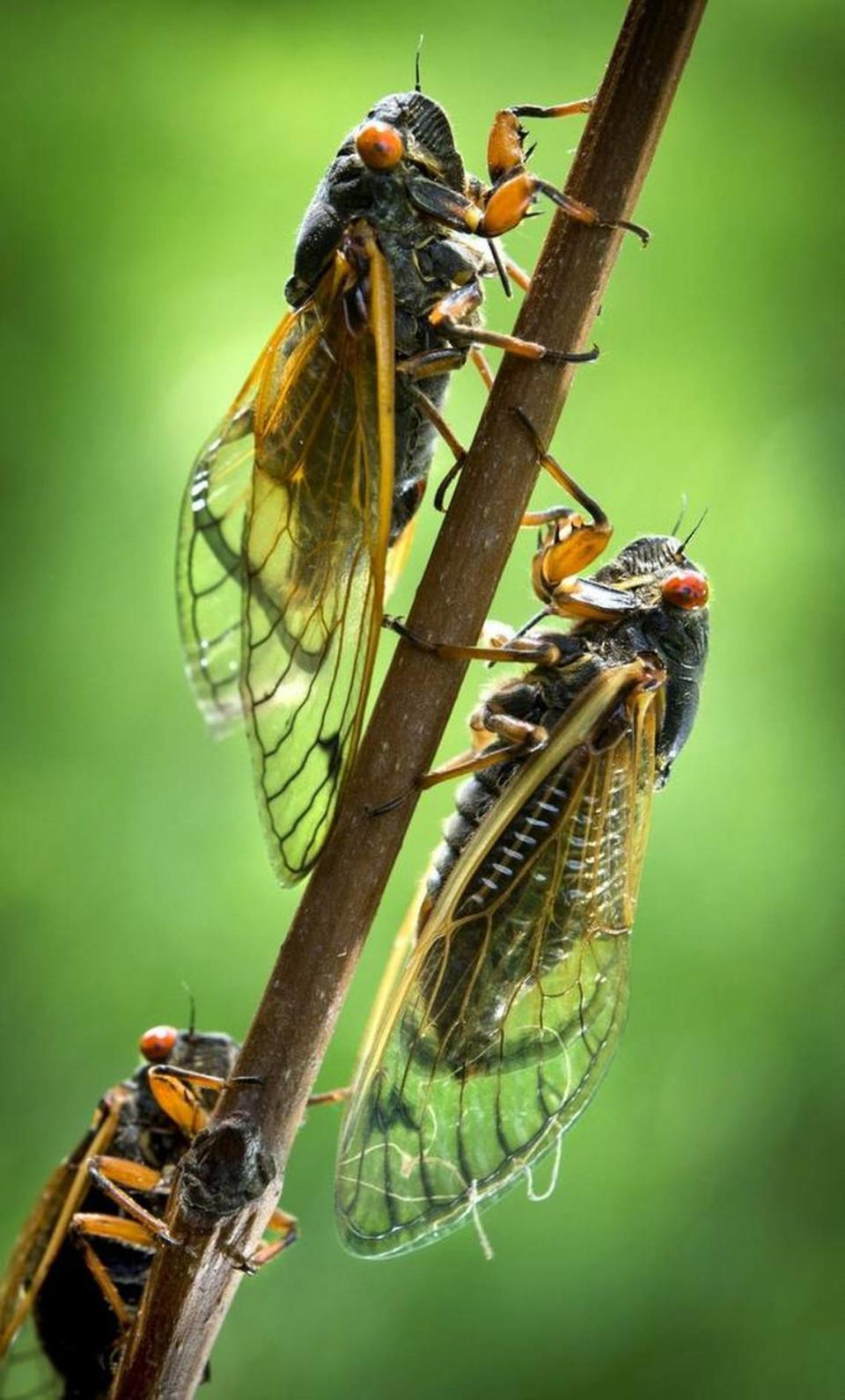 Learn about singing insects, including crickets, katydids, and cicadas, at Lake Crabtree County Park on July 30.