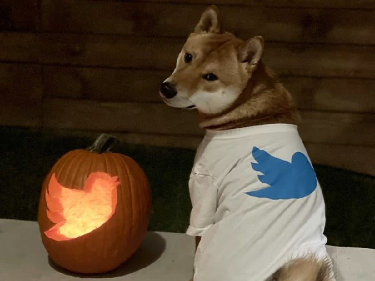 Elon Musk shared an image of a Shiba Inu dog wearing a T-shirt with the Twitter logo on Halloween, 31 October, 2022 (Elon Musk/ Twitter)