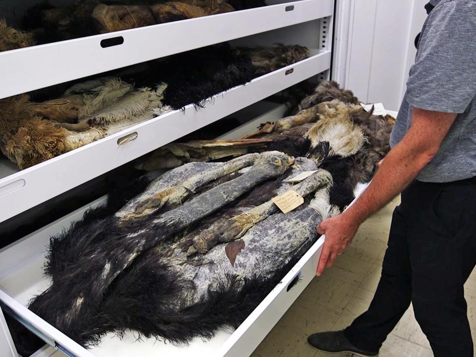 A drawer with a male Somali ostrich specimen in it.