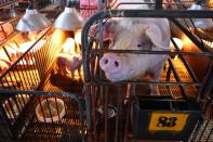 Pigs are seen on a pig farm in Pingtung