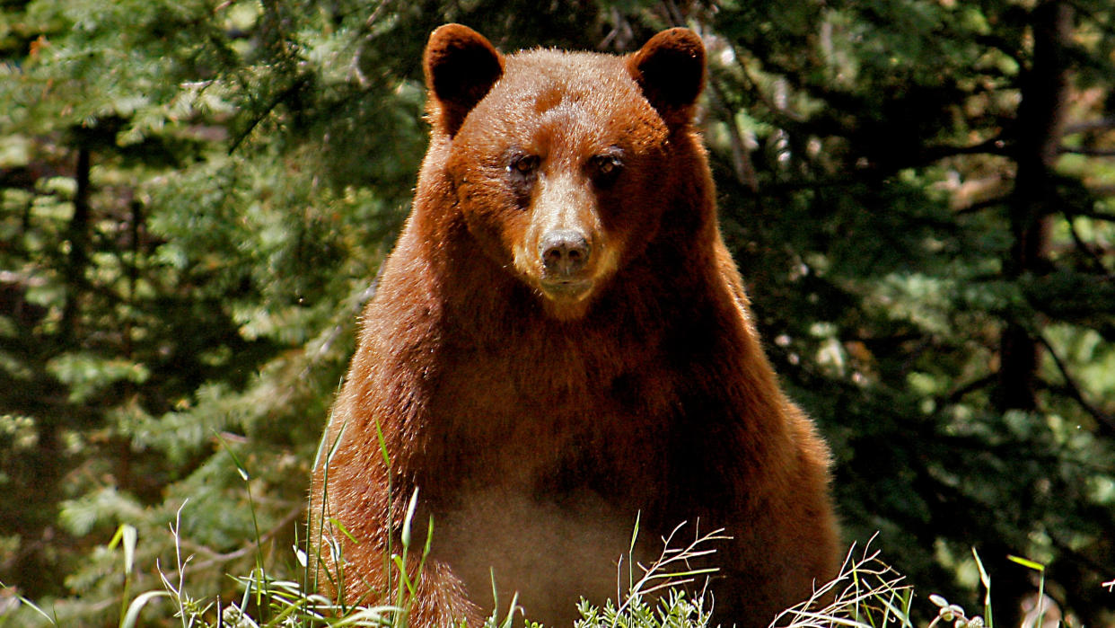  Cinnamon-colored black bear at Yosemite National Park, California, USA 