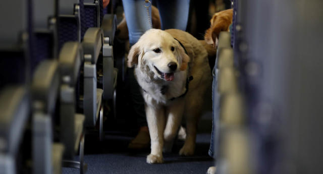 are dogs permitted on virgin trains