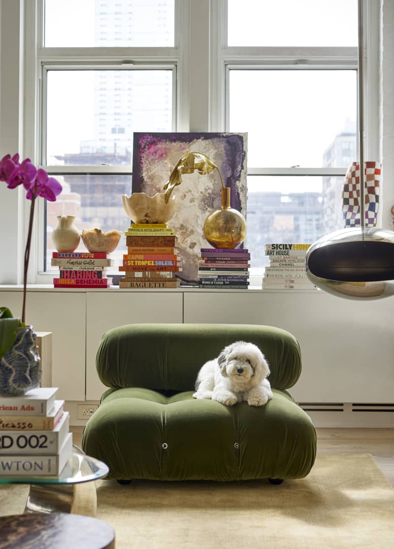 Dog sitting on green floor poof below book filled window.