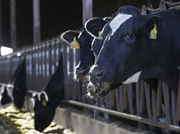 Cows are seen feeding at the New Hope Dairy in Galt, California, Nov. 23, 2016.