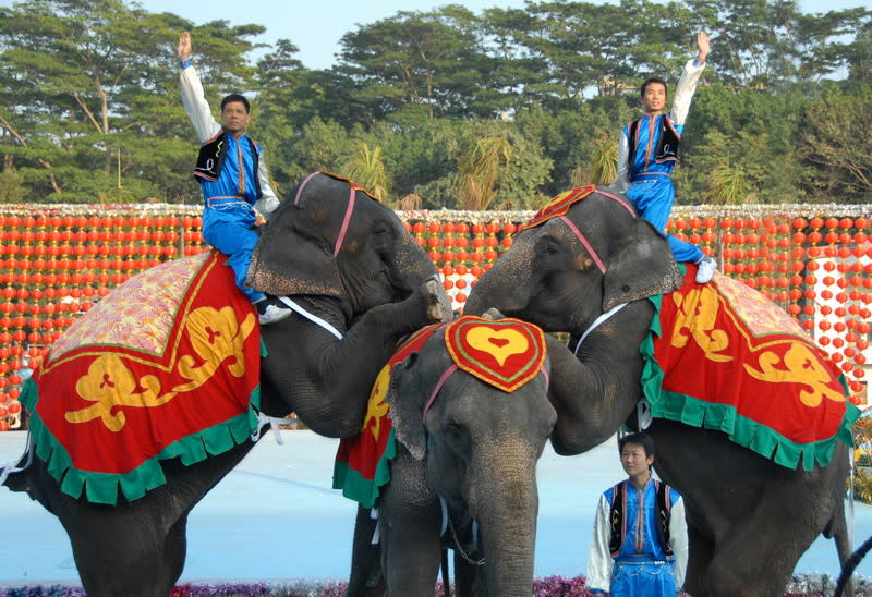 深圳好去處｜60萬平方米野生動物園！$99門票賞逾300種世界珍禽名獸 大熊貓、金絲猴、華南虎、東北虎等