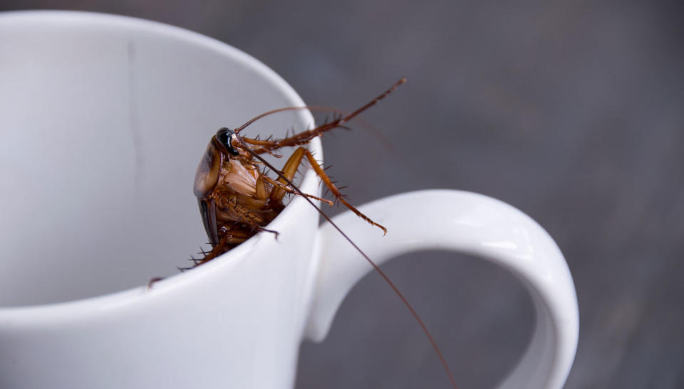 Cockroach milk has been found to have great nutritional value. File pic. Source: Getty Images