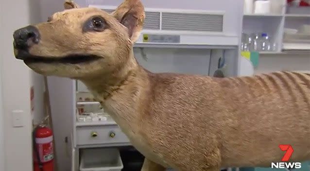 Scientist may be able to bring the Tasmanian tiger back to life. Source: 7 News