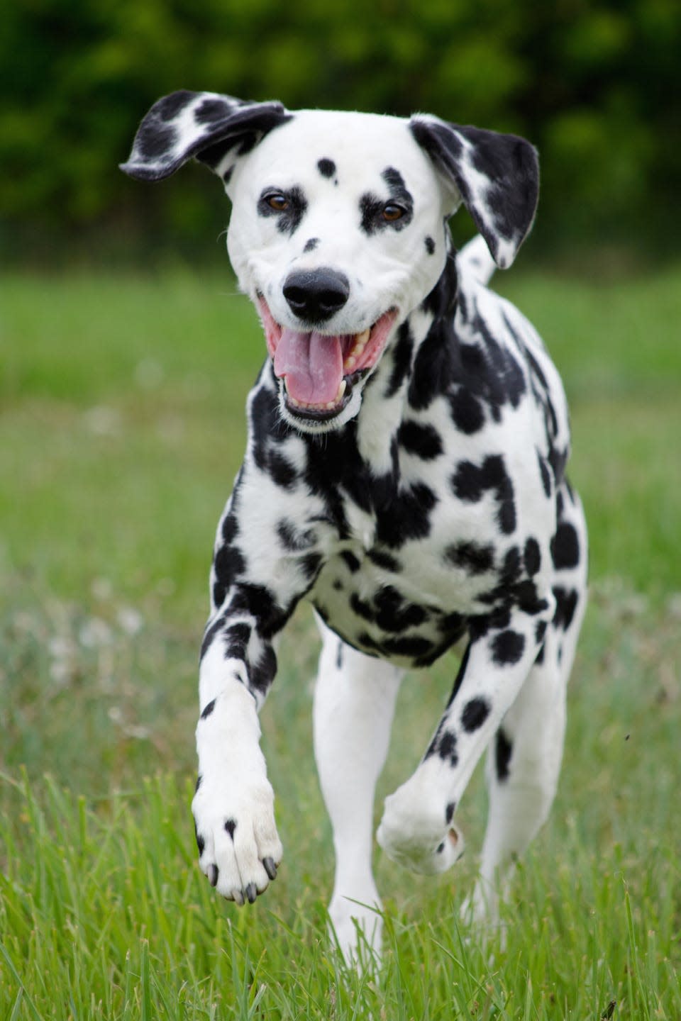 17) Dalmatian