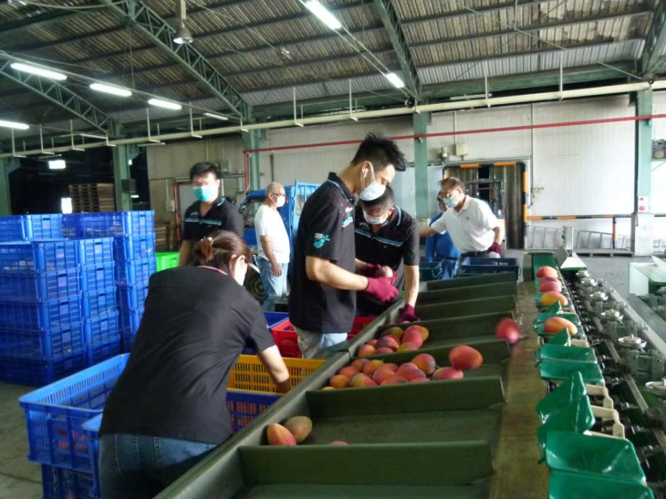 玉井農會開始收購芒果，一輛貨車只載三箱愛文，今年到貨量大幅減少。（記者張淑娟攝）