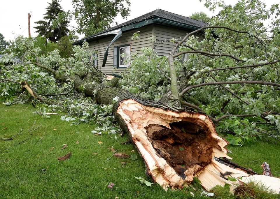 All up and down South Grove Street in Grand Beach were several massive trees and limbs down due to a possible tornado Thursday evening, June 15, 2023.