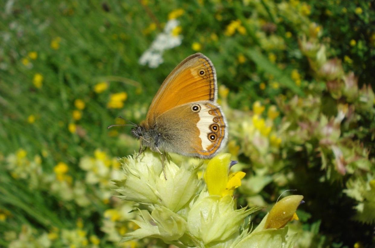 Ejemplar de ninfa perlada (_Coenonympha arcania_). Antoni Arrizabalaga, Author provided