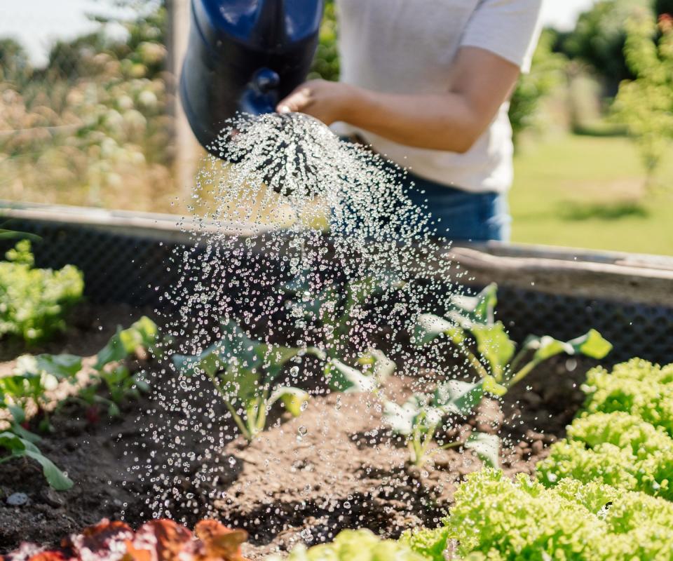 Watering a raised vegetable bed