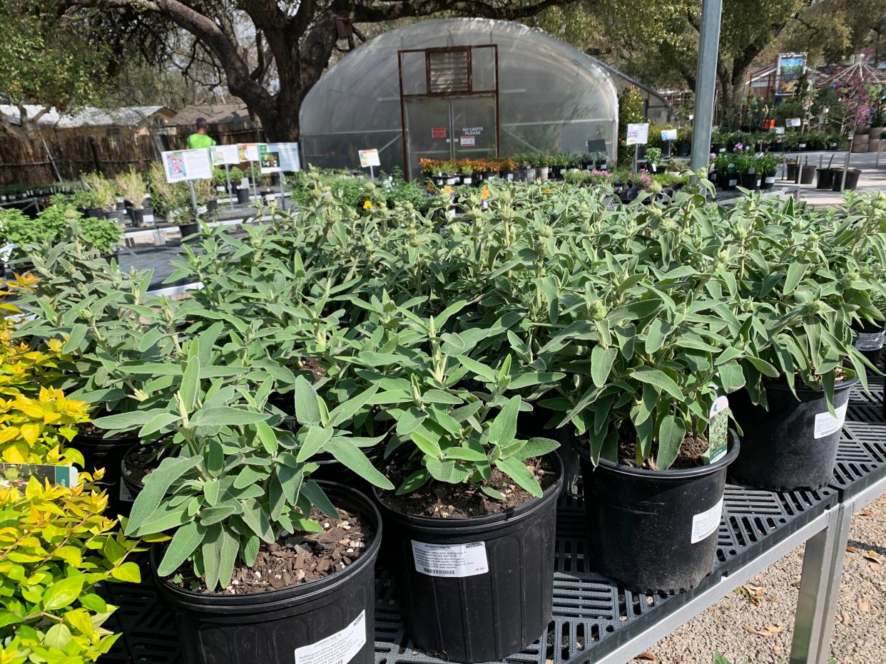 With our shorter Central Texas winters, Jerusalem sage is among the plants that should thrive in your garden. The Great Outdoors Nursery, located on South Congress Avenue, had plenty on hand the first week of March 2024.