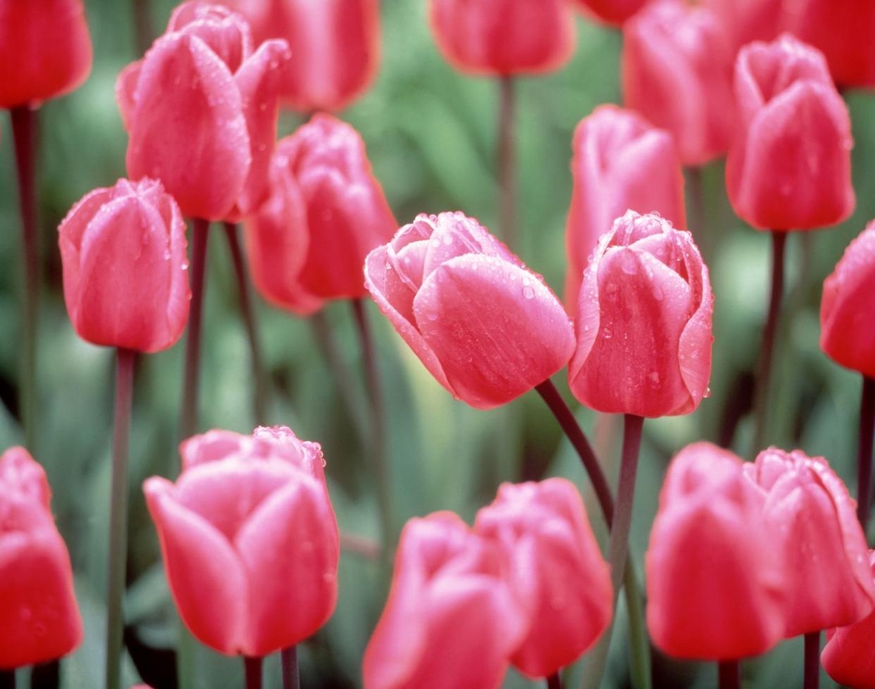 pink tulips meaning