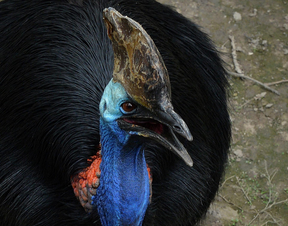 A cassowary bird that is native to Australia and New Guinea rainforests is seen in its enclosure at the Beijing zoo on June 24, 2013. The zoo grounds were originally a Ming Dynasty imperial palace and finally opened to the public in 1908.