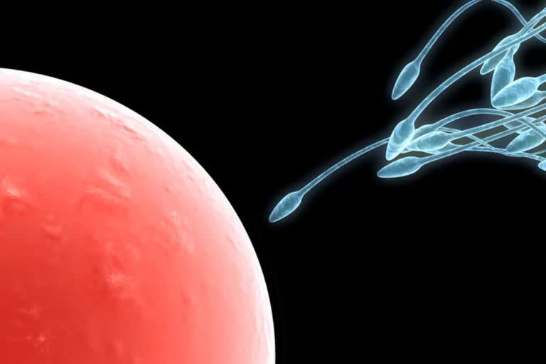 Espermatozoides para fecundar el óvulo