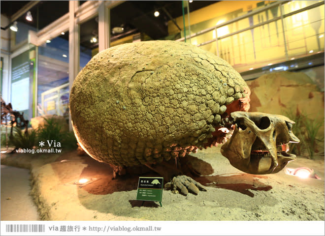 【台南南科景點】樹谷生活科學館～超大的劍齒象化石！有趣又能長知識的博物館！