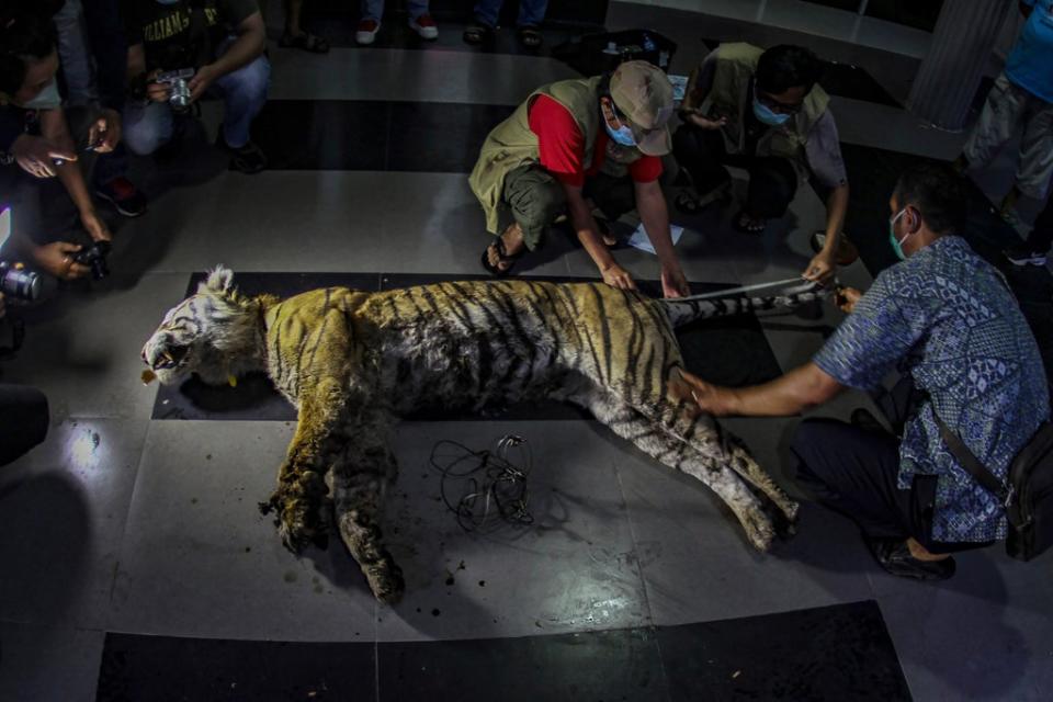 Indonesia Sumatran Tiger Dead (Theo Rizky)