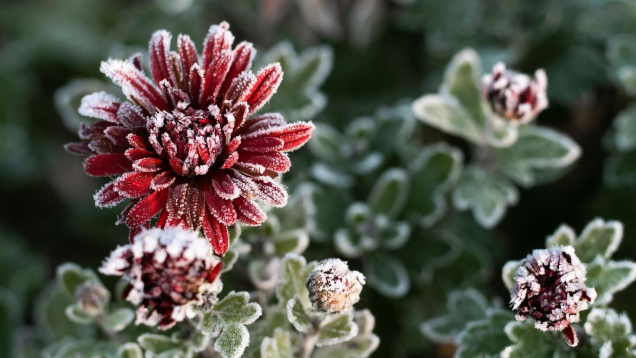 mums, first autumn frost bush with burgundy blooming chrysanthemum, covered with white frost