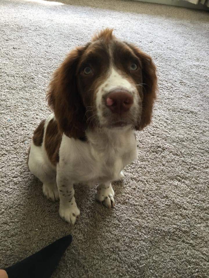 Als Welpe wuchs Finley ein Irokesenschnitt auf dem Kopf, der schließlich zu einem lockigen Bob heranwuchs (Bild: @finleythespringer / CATERS NEWS)