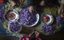 In this Tuesday, Nov. 5, 2019 photo, a family separates Saffron stigma from petals shortly after harvesting during harvest season in Askaoun, a small village near Taliouine, in Morocco's Middle Atlas Mountains. The saffron plants bloom for only two weeks a year and the flowers, each containing three crimson stigmas, become useless if they blossom, putting pressure on the women to work quickly and steadily. (AP Photo/Mosa'ab Elshamy)