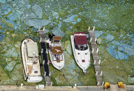 <p>Boats docked at Central Marine in Stuart, Fla., are surrounded by blue green algae, June 29, 2016. The 153-mile-long Indian River Lagoon has been plagued by harmful algae blooms. Water quality testing data analyzed by the AP showed the average phosphorous level _ a byproduct of fertilizers and human waste that algae thrive on, rose nearly 75 percent between 2000 and 2016. (Photo: Greg Lovett/The Palm Beach Post via AP) </p>