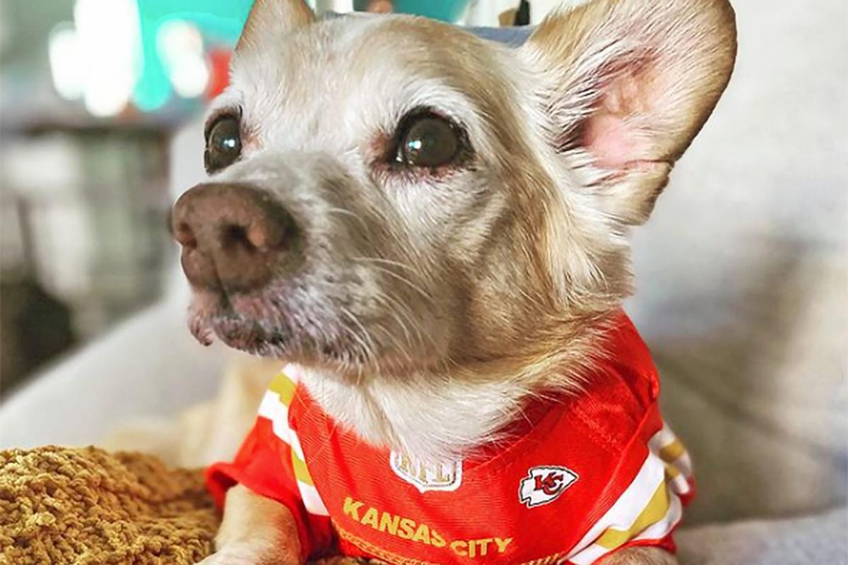 Pitbull Wearing His Favorite Football Teams Jersey Is The CUTEST Thing  You'll See Today!! 